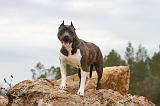 AMSTAFF ADULT 095